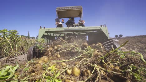 The-threshing-machine-pulls-potatoes-from-the-ground.
